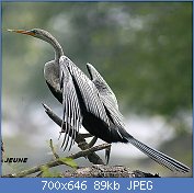 Cliquez sur l'image pour la voir en taille relle

Nom : Darter_I2-Bharatpur_IMG_8101.jpg
Affichages : 73
Taille : 88,7 Ko
ID : 121963