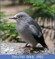 Cliquez sur l'image pour la voir en taille relle

Nom : 1024px-Sturnia_sinensis_(Mandarinstar_-_White-shouldered_Starling)_-_Weltvogelpark_Walsrode_2013.jpg
Affichages : 76
Taille : 79,5 Ko
ID : 119748