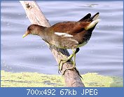 Cliquez sur l'image pour la voir en taille relle

Nom : 1280px-Eurasian_Moorhen_Gallinula_chloropus_by_DR._Raju_Kasambe_DSCN7258_(18).jpg
Affichages : 51
Taille : 67,3 Ko
ID : 122377