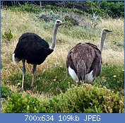 Cliquez sur l'image pour la voir en taille relle

Nom : Ostriches_cape_point.jpg
Affichages : 92
Taille : 108,7 Ko
ID : 122913