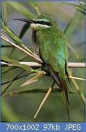 Cliquez sur l'image pour la voir en taille relle

Nom : Blue-cheeked_bee-eater,_Merops_persicus,_Chobe_National_Park,_Botswana_(32364460141).jpg
Affichages : 57
Taille : 97,2 Ko
ID : 112750