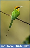 Cliquez sur l'image pour la voir en taille relle

Nom : Boehm's_Bee-eater_-_Malawi_S4E2687_(22658131571).jpg
Affichages : 54
Taille : 118,1 Ko
ID : 112769