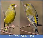 Cliquez sur l'image pour la voir en taille relle

Nom : 1024px-Greenfinch.jpg
Affichages : 304
Taille : 66,1 Ko
ID : 114654