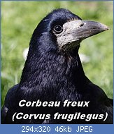 Cliquez sur l'image pour la voir en taille relle

Nom : corbeau.freux.dico.5p.jpg
Affichages : 62
Taille : 45,6 Ko
ID : 113764