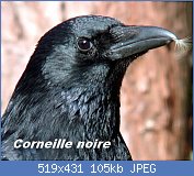 Cliquez sur l'image pour la voir en taille relle

Nom : corneille_noire_035.jpg
Affichages : 79
Taille : 105,2 Ko
ID : 113775