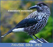 Cliquez sur l'image pour la voir en taille relle

Nom : Spotted_Nutcracker.jpg
Affichages : 72
Taille : 68,0 Ko
ID : 113779