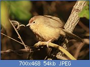 Cliquez sur l'image pour la voir en taille relle

Nom : 1280px-Tawny_Bellied_Babbler_by_David_Raju_(cropped).jpg
Affichages : 53
Taille : 53,8 Ko
ID : 121402