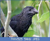 Cliquez sur l'image pour la voir en taille relle

Nom : 1280px-Smooth-billed_Ani_RWD2.jpg
Affichages : 84
Taille : 54,1 Ko
ID : 117111