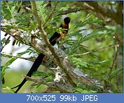 Cliquez sur l'image pour la voir en taille relle

Nom : Long-tailed_Paradise_Whydah_(Vidua_paradisea)_male_(12616429365).jpg
Affichages : 92
Taille : 99,0 Ko
ID : 119087