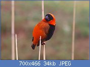 Cliquez sur l'image pour la voir en taille relle

Nom : 1280px-Euplectes_orix_at_Pilanesberg_National_Park_2.jpg
Affichages : 31
Taille : 34,4 Ko
ID : 117177