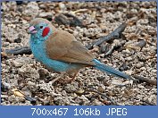 Cliquez sur l'image pour la voir en taille relle

Nom : Red-cheeked_Cordon-bleu_(10745403966)_(cropped).jpg
Affichages : 73
Taille : 105,8 Ko
ID : 112448