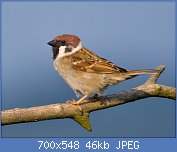 Cliquez sur l'image pour la voir en taille relle

Nom : 1024px-Tree-Sparrow-2009-16-02.jpg
Affichages : 69
Taille : 46,2 Ko
ID : 112697