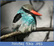 Cliquez sur l'image pour la voir en taille relle

Nom : BlueBreastedKingfisher_HalcyonMalimbica.jpg
Affichages : 74
Taille : 53,0 Ko
ID : 118770