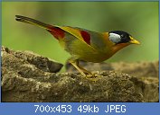 Cliquez sur l'image pour la voir en taille relle

Nom : Silver-eared_Mesia_-_Chiang_Mai_-_Thailand_S4E8964_(19360848969).jpg
Affichages : 42
Taille : 49,0 Ko
ID : 117541