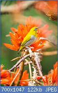 Cliquez sur l'image pour la voir en taille relle

Nom : 800px-Magestic_Oriental_White_Eye.jpg
Affichages : 66
Taille : 121,9 Ko
ID : 117604