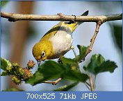 Cliquez sur l'image pour la voir en taille relle

Nom : Oriental_White_Eye_I_IMG_0655.jpg
Affichages : 67
Taille : 70,5 Ko
ID : 117605