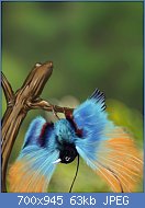 Cliquez sur l'image pour la voir en taille relle

Nom : blue_bird_of_paradise_by_pop2nd-d3l5rqn.jpg
Affichages : 156
Taille : 62,6 Ko
ID : 118951