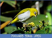 Cliquez sur l'image pour la voir en taille relle

Nom : Oriental_White-eye_(3)_by_N.A._Nazeer.jpg
Affichages : 61
Taille : 58,8 Ko
ID : 117611