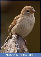 Cliquez sur l'image pour la voir en taille relle

Nom : 1024px-Passer_hispaniolensis_-Guatiza,_Canary_Islands.jpg
Affichages : 46
Taille : 85,7 Ko
ID : 108515