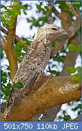 Cliquez sur l'image pour la voir en taille relle

Nom : Great_Potoo_MG_6820.jpg
Affichages : 53
Taille : 110,4 Ko
ID : 118659