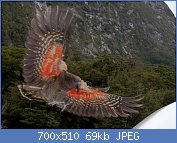 Cliquez sur l'image pour la voir en taille relle

Nom : Kea_about_to_land,_displaying_orange_underside_of_wing.jpg
Affichages : 373
Taille : 69,4 Ko
ID : 106851