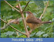 Cliquez sur l'image pour la voir en taille relle

Nom : Tawny-bellied_Babbler_1.jpg
Affichages : 59
Taille : 66,1 Ko
ID : 121400