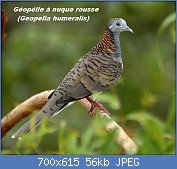 Cliquez sur l'image pour la voir en taille relle

Nom : Bar-shouldered_dove_kobble05.jpg
Affichages : 57
Taille : 56,0 Ko
ID : 122437