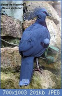 Cliquez sur l'image pour la voir en taille relle

Nom : 800px-Bristol.zoo.victoria.crowned.pigeon.arp.jpg
Affichages : 64
Taille : 201,3 Ko
ID : 122451