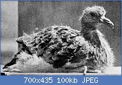 Cliquez sur l'image pour la voir en taille relle

Nom : Young_passenger_pigeon.jpg
Affichages : 83
Taille : 99,8 Ko
ID : 121974