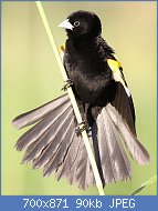 Cliquez sur l'image pour la voir en taille relle

Nom : White-winged_widowbird,_Euplectes_albonotatus,_at_Zaagkuildrift_Road_near_Kgomo_Kgomo,_Limpopo,_.jpg
Affichages : 87
Taille : 89,8 Ko
ID : 122767