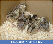 Cliquez sur l'image pour la voir en taille relle

Nom : PheasantChicks.png
Affichages : 83
Taille : 524,3 Ko
ID : 118871