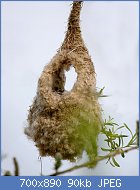 Cliquez sur l'image pour la voir en taille relle

Nom : 800px-Penduline-Tit-nest.jpg
Affichages : 45
Taille : 89,6 Ko
ID : 117591