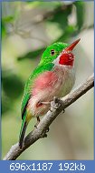 Cliquez sur l'image pour la voir en taille relle

Nom : 1280px-Broad-billed_Tody_2017-12-13.jpg
Affichages : 91
Taille : 191,6 Ko
ID : 122672