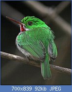 Cliquez sur l'image pour la voir en taille relle

Nom : Broad_billed_tody_1.jpg
Affichages : 71
Taille : 92,1 Ko
ID : 122673