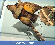 Cliquez sur l'image pour la voir en taille relle

Nom : 1280px-Cicinnurus_magnificus_(male)_-_National_Geographic_Museum_-_DSC05087.jpg
Affichages : 82
Taille : 65,3 Ko
ID : 118973