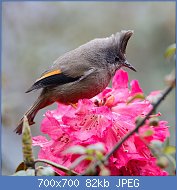 Cliquez sur l'image pour la voir en taille relle

Nom : RAVI.WIKI.STRIPETHROATEDYUHINA.jpg
Affichages : 58
Taille : 82,2 Ko
ID : 121419