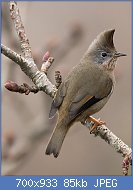 Cliquez sur l'image pour la voir en taille relle

Nom : Stripe_Throated_Yuhina_at_Pangolakha.jpg
Affichages : 54
Taille : 84,7 Ko
ID : 121420