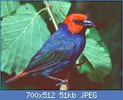 Cliquez sur l'image pour la voir en taille relle

Nom : _Erythrura_cyaneovirens_Samoa_Parrot_Finch_Samoa_Papageiamadine_1.jpg
Affichages : 68
Taille : 51,1 Ko
ID : 119739