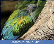 Cliquez sur l'image pour la voir en taille relle

Nom : 1024px-Nicobar_pigeon_7-2008.jpg
Affichages : 57
Taille : 94,1 Ko
ID : 112854