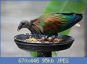 Cliquez sur l'image pour la voir en taille relle

Nom : Nicobar-Pigeon.jpg
Affichages : 42
Taille : 94,9 Ko
ID : 112856