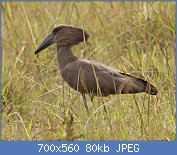 Cliquez sur l'image pour la voir en taille relle

Nom : Hamerkop_(Scopus_umbretta)_2.jpg
Affichages : 73
Taille : 80,0 Ko
ID : 122015