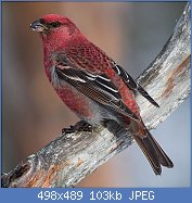 Cliquez sur l'image pour la voir en taille relle

Nom : Pine_Grosbeak_(Pinicola_enucleator)_(13667564073).jpg
Affichages : 287
Taille : 103,0 Ko
ID : 114805