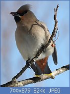 Cliquez sur l'image pour la voir en taille relle

Nom : 800px-Bombycilla_garrulus_(eating_fruits).jpg
Affichages : 87
Taille : 81,7 Ko
ID : 117617