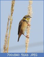 Cliquez sur l'image pour la voir en taille relle

Nom : Black-breasted_Weaver_Ploceus_benghalensis_by_Dr._Raju_Kasambe_02.jpg
Affichages : 74
Taille : 51,1 Ko
ID : 119182