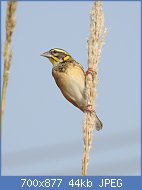 Cliquez sur l'image pour la voir en taille relle

Nom : Black-breasted_Weaver_Ploceus_benghalensis_by_Dr._Raju_Kasambe_01.jpg
Affichages : 91
Taille : 44,5 Ko
ID : 119183