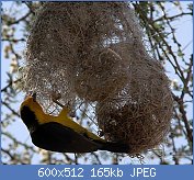 Cliquez sur l'image pour la voir en taille relle

Nom : Ploceus_nigricollis_melanoxanthus_Amboseli_gate_3.jpg
Affichages : 76
Taille : 165,1 Ko
ID : 119160