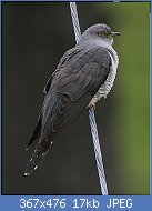 Cliquez sur l'image pour la voir en taille relle

Nom : ob_fae1a5_processionnaire-oiseaux-coucou-gris.jpg
Affichages : 68
Taille : 16,8 Ko
ID : 118728