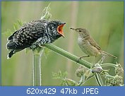 Cliquez sur l'image pour la voir en taille relle

Nom : cuckoo bird.jpg
Affichages : 71
Taille : 46,9 Ko
ID : 118730