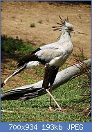 Cliquez sur l'image pour la voir en taille relle

Nom : 800px-Secretary-Bird.jpg
Affichages : 30
Taille : 192,8 Ko
ID : 117757