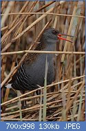 Cliquez sur l'image pour la voir en taille relle

Nom : Flickr_-_Rainbirder_-_Water_Rail(Rallus_aquaticus).jpg
Affichages : 127
Taille : 129,8 Ko
ID : 119428